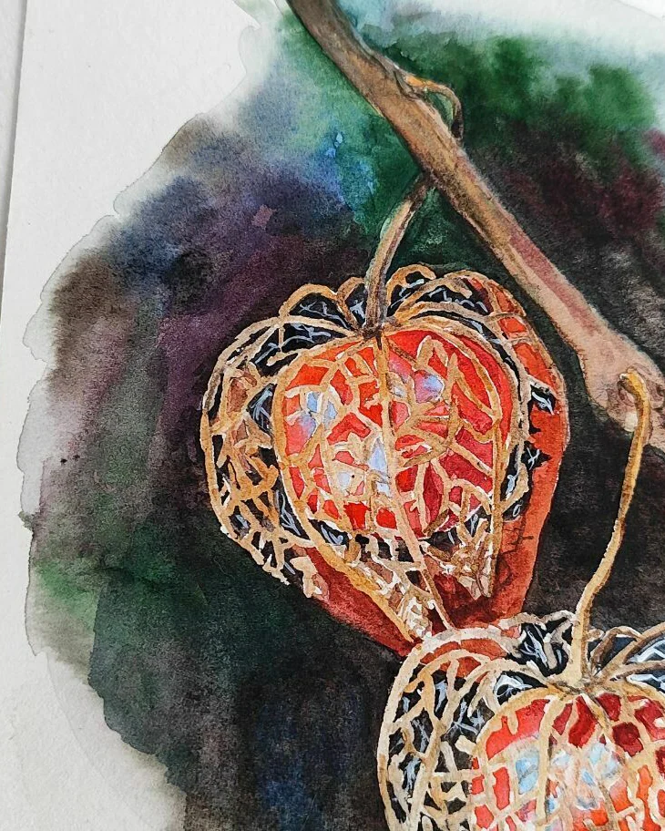 Картина с физалисом акварель 14,9 × 21 см
