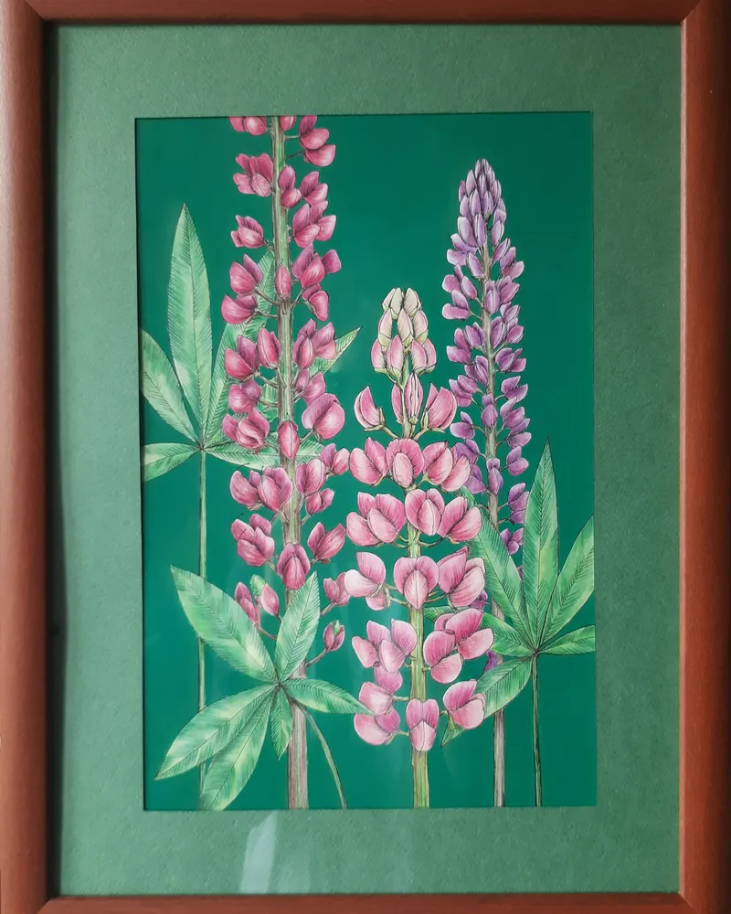 Люпины. Рисунок на бумаге — в раме