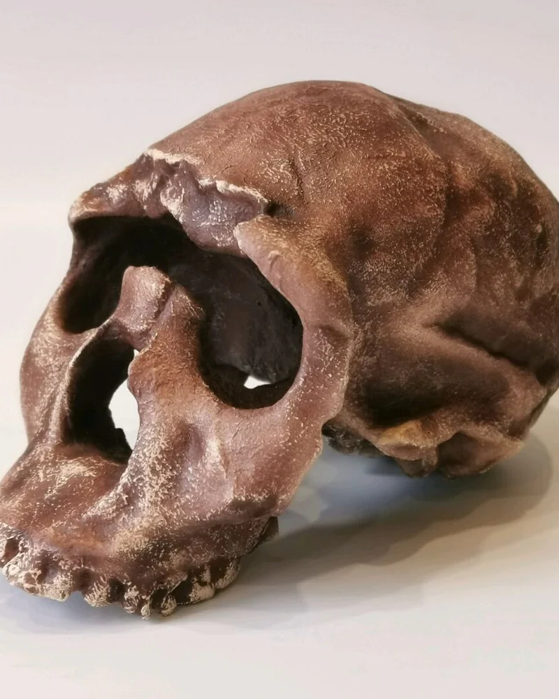 Хомо эргастер "Turkana Boy" без челюсти, модель черепа