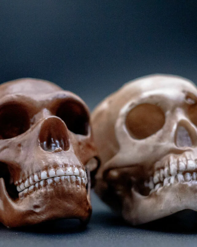 Антропологический набор черепов гоминидов "Неандертальцы"