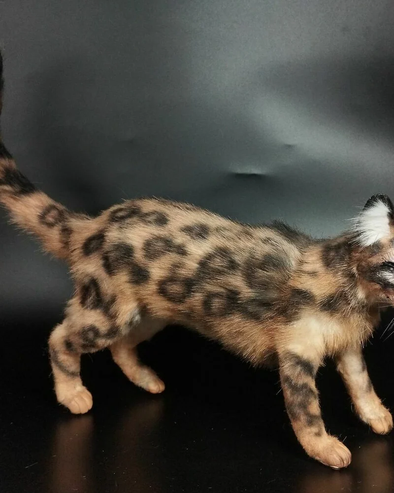 Кот бенгальский, коллекционная игрушка — Кот бенгальский, коллекционная игрушка