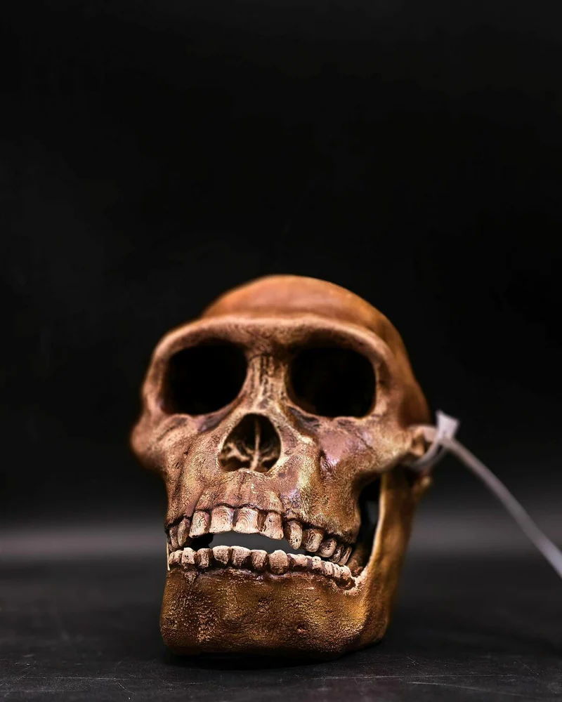 Реплика черепа Australopithecus sediba (Австралопитек седиба, MH1)