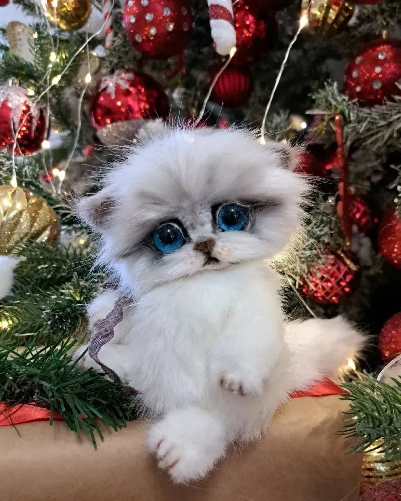 Котёнок тедди Ромашка, белый