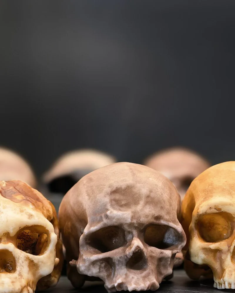 Антропологический набор черепов гоминидов "Homo sapiens"