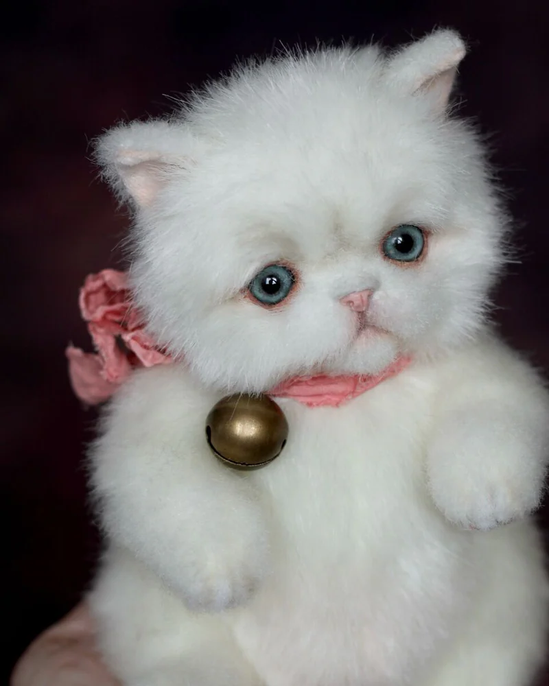 Персидский котенок (тедди), белый — Белый