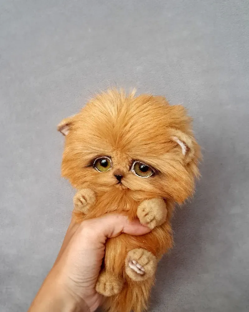 Котёнок тедди Рыжик