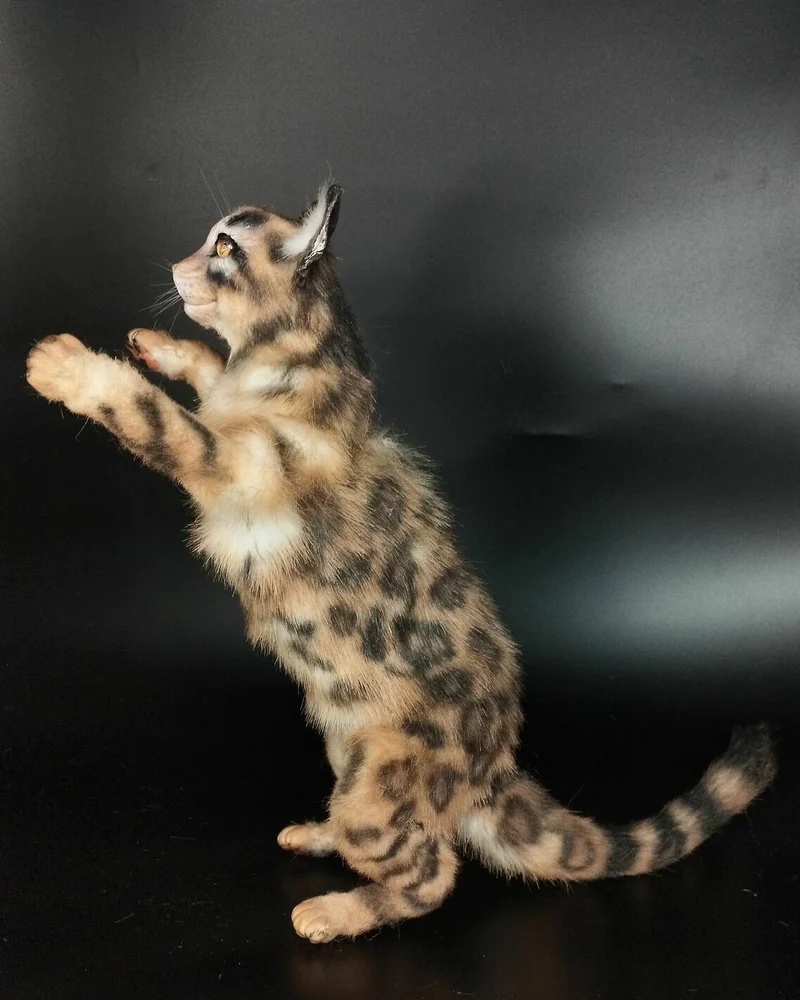 Кот бенгальский, коллекционная игрушка — Кот бенгальский, коллекционная игрушка