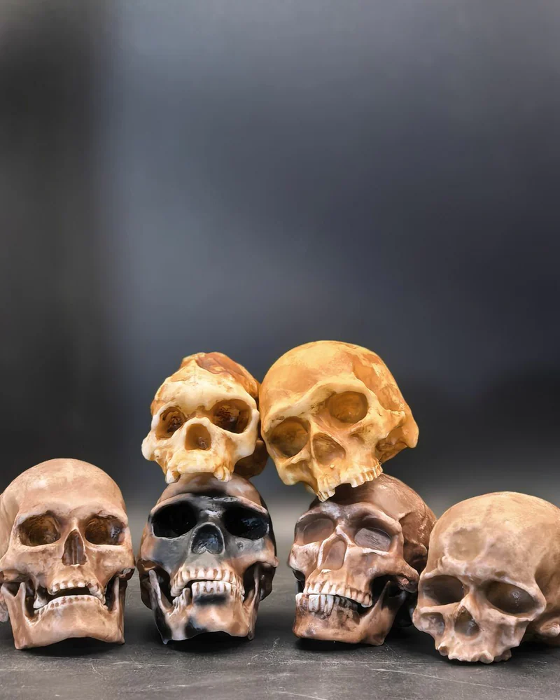 Антропологический набор черепов гоминидов "Homo sapiens"