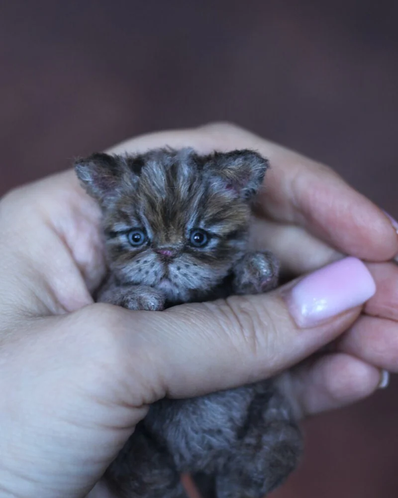 Котенок тедди 9,5 см, серый — Серый