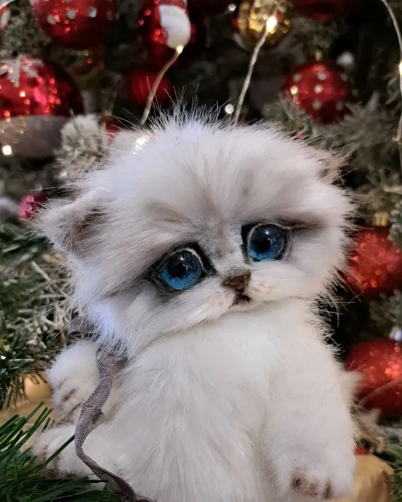 Котёнок тедди Ромашка, белый