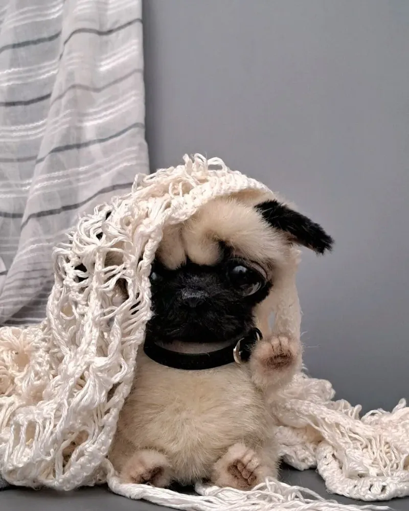 Щенок тедди мопс Никитка, бежевый