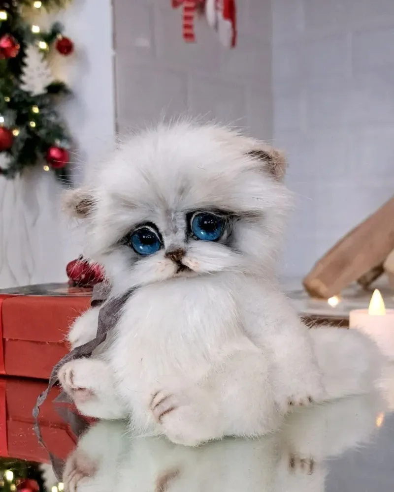 Котёнок тедди Ромашка, белый