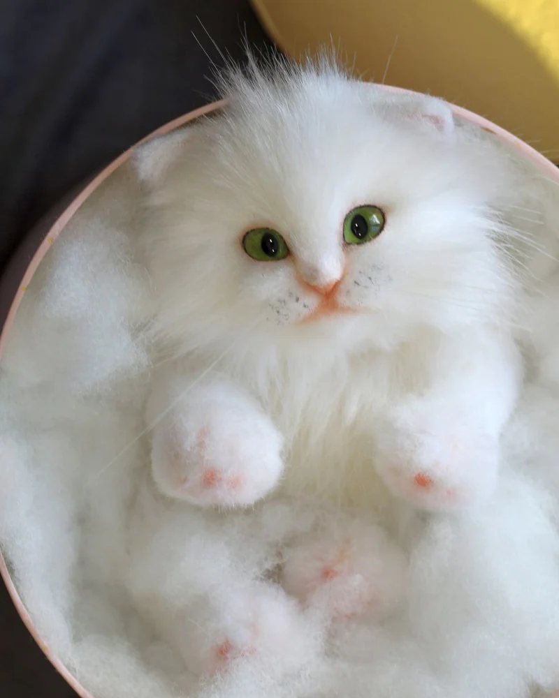 Белый котенок с зелеными глазами