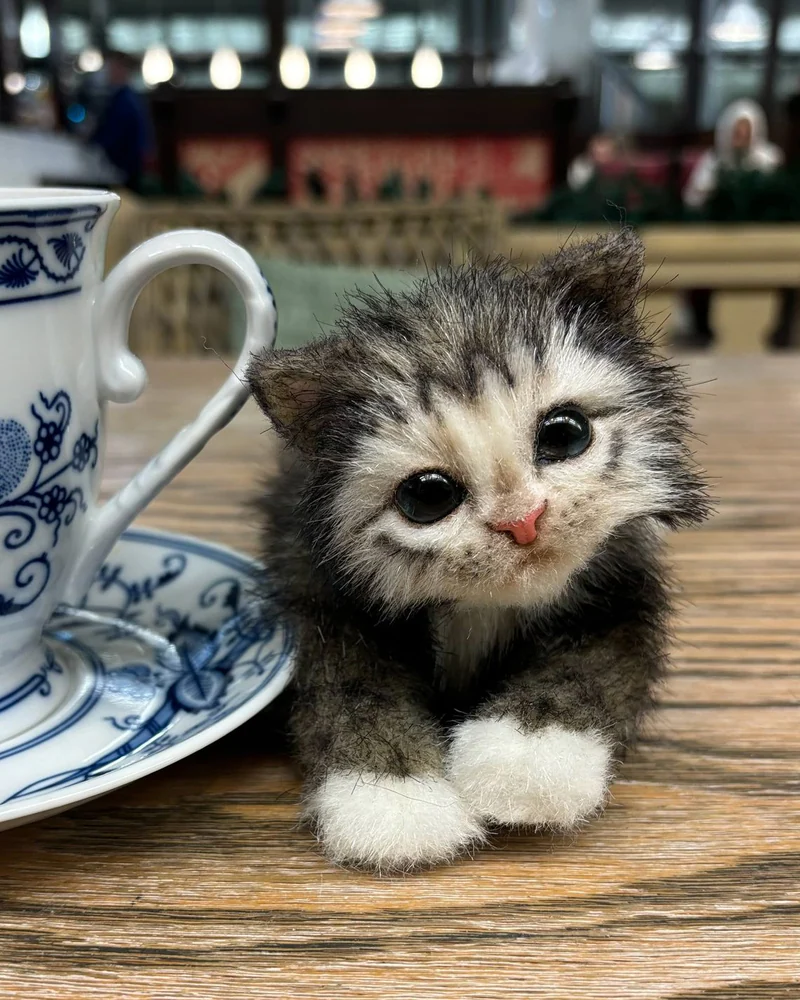 Серый котенок
