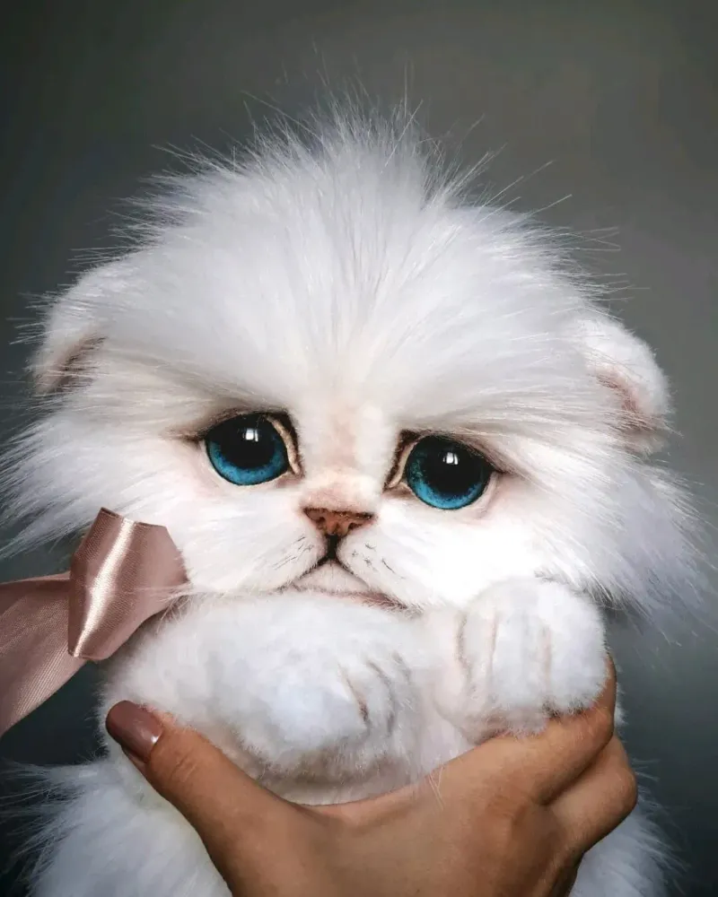 Котёнок тедди Зефир, белый