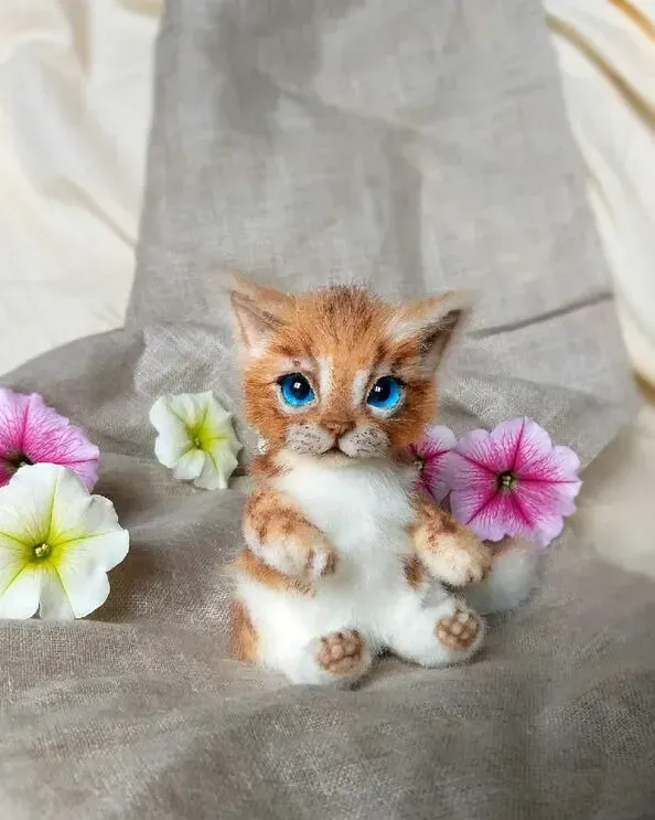 Котёнок тедди Вася, рыже-белый