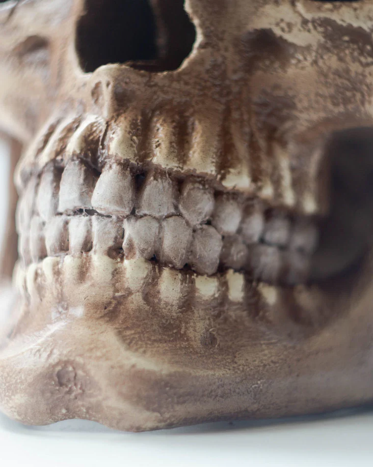 Анатомический череп современного человека, череп Homo Sapiens