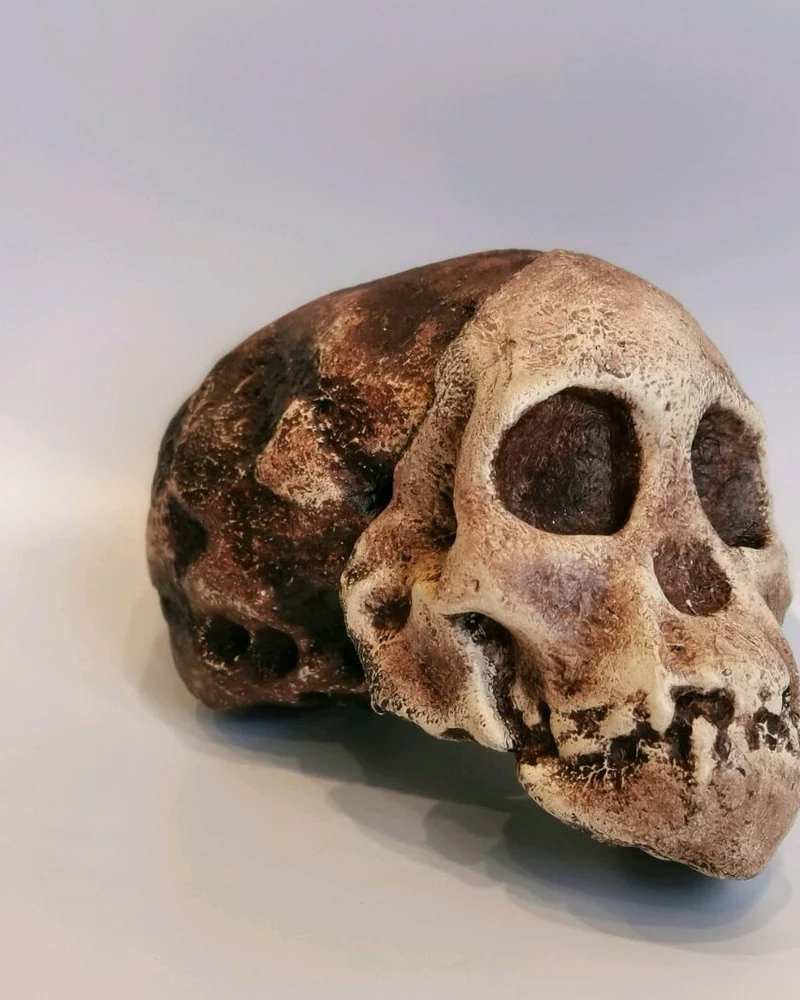 Австралопитек африканский "Taung Child", модель черепа
