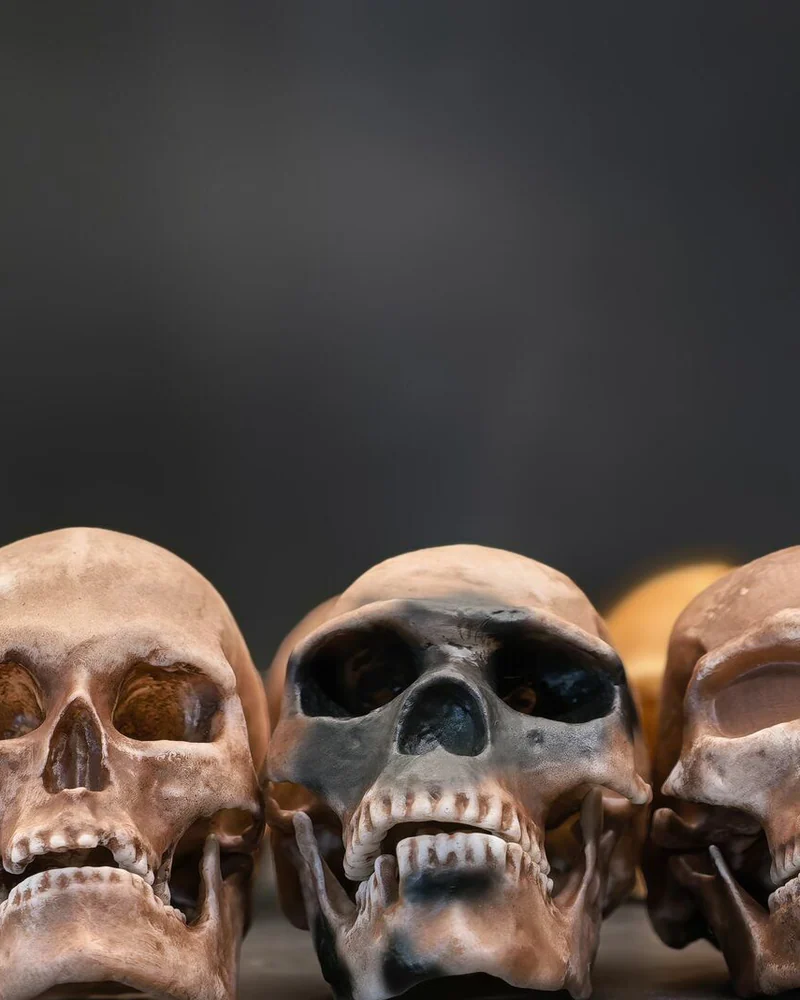 Антропологический набор черепов гоминидов "Homo sapiens"