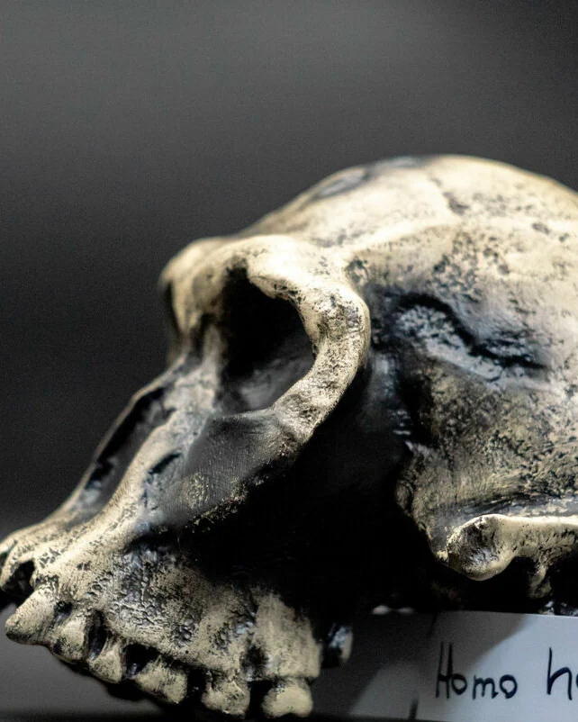 Хомо Хабилис Homo habilis Skull (KNM-ER 1813), модель черепа