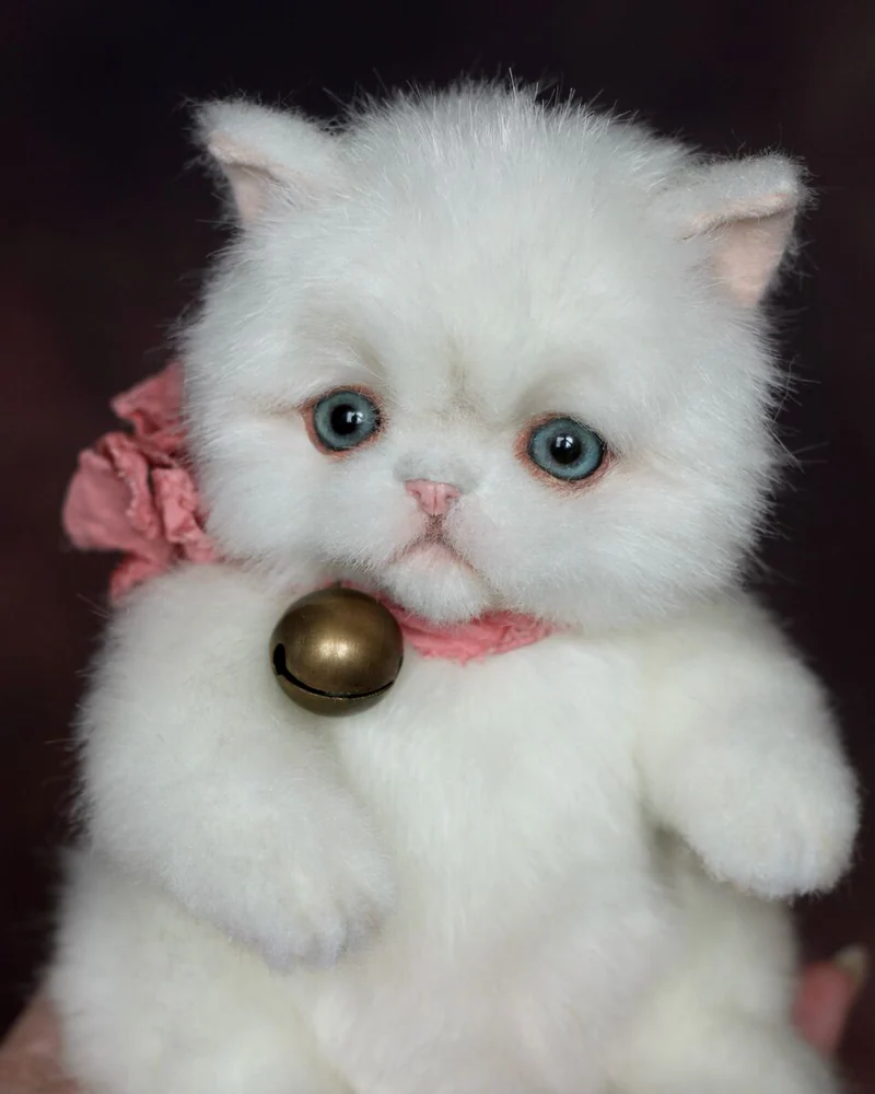 Персидский котенок (тедди), белый — Белый