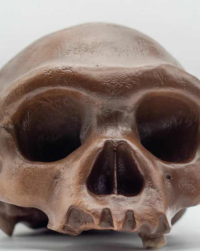 Homo longi (Денисовец) Реконструкция черепа – Человек-Дракон