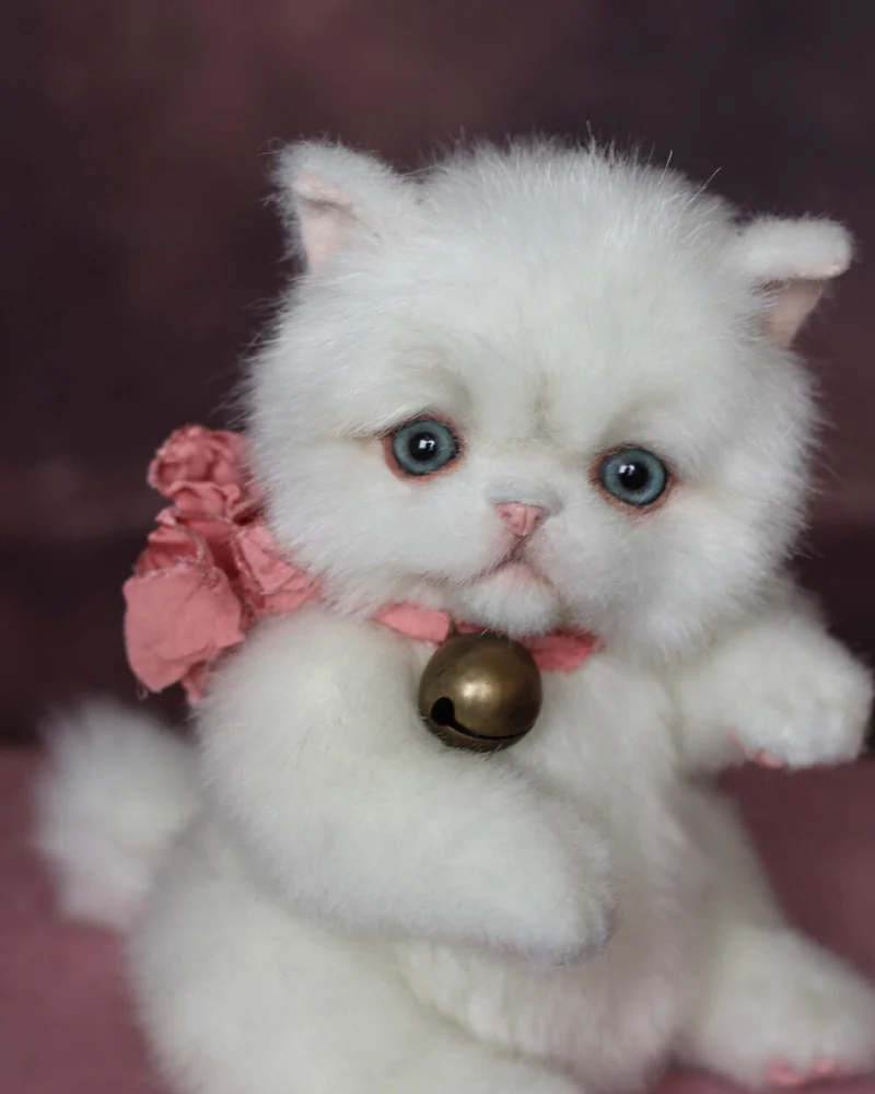 Персидский котенок (тедди), белый — Белый