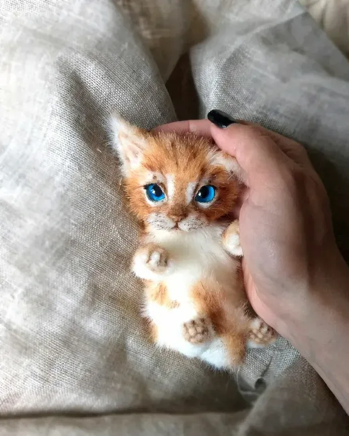 Котёнок тедди Вася, рыже-белый