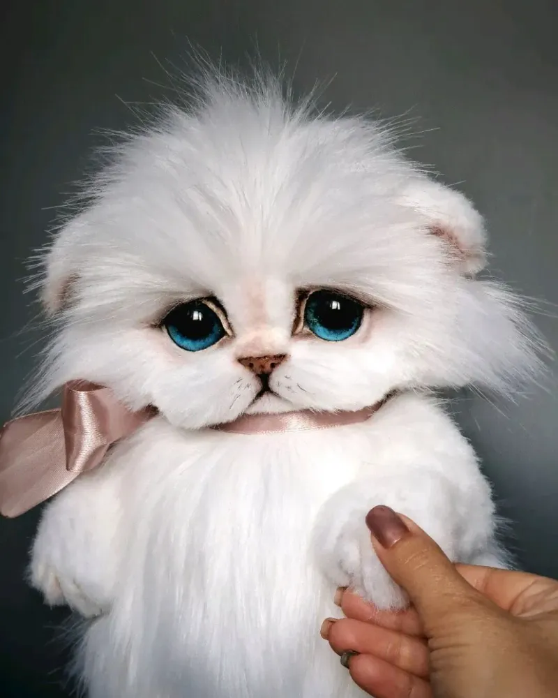 Котёнок тедди Зефир, белый