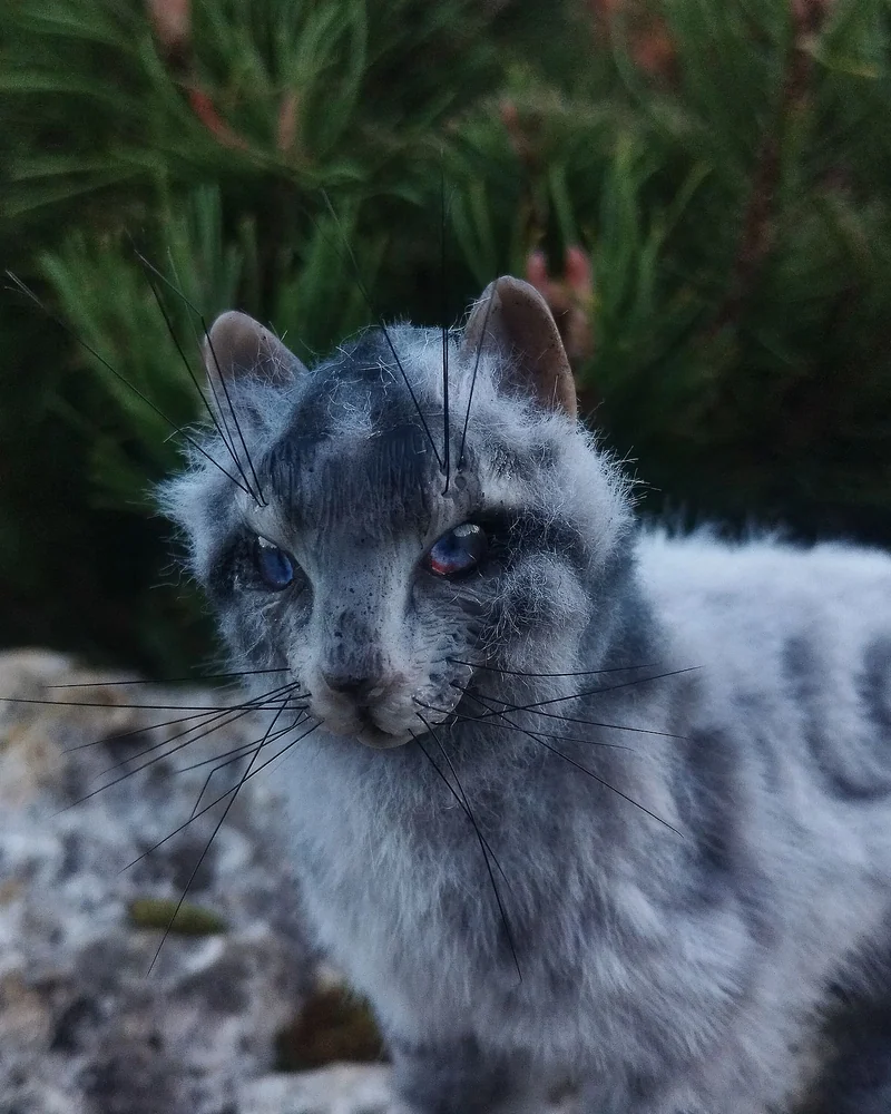 кот голубой шаман Перо Сойки
