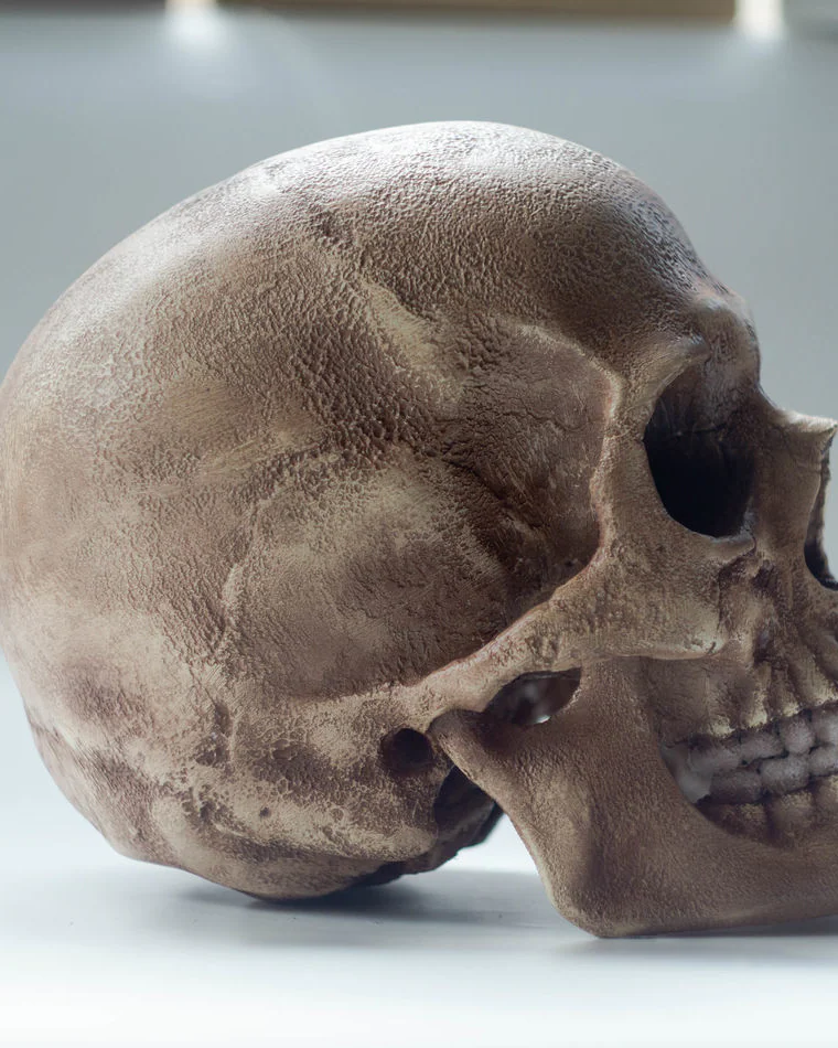 Анатомический череп современного человека, череп Homo Sapiens