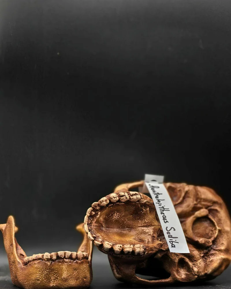 Реплика черепа Australopithecus sediba (Австралопитек седиба, MH1)