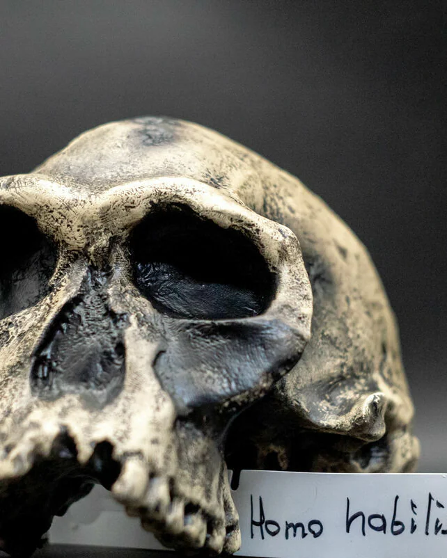 Хомо Хабилис Homo habilis Skull (KNM-ER 1813), модель черепа