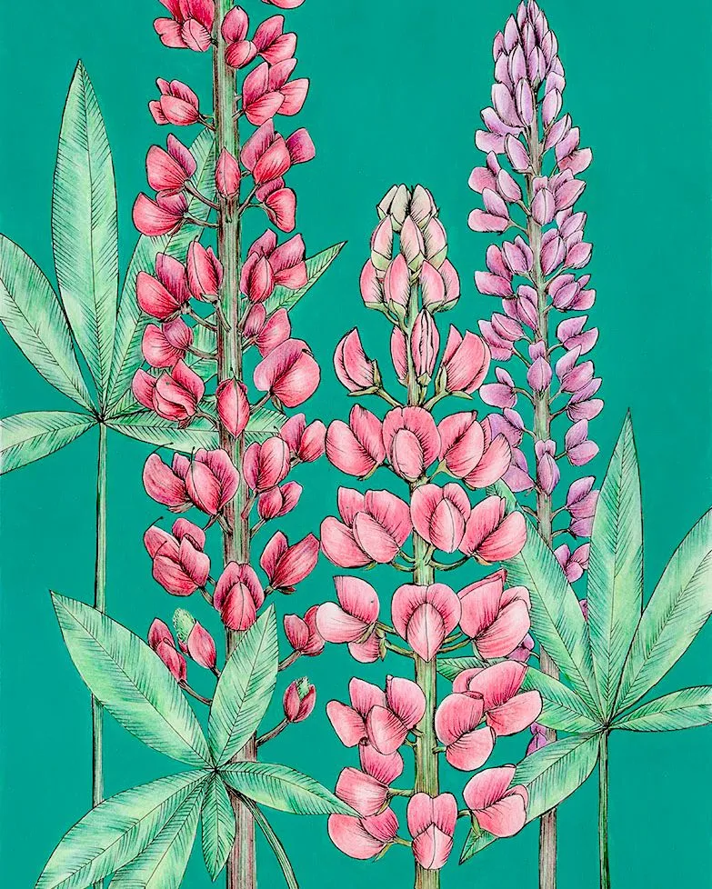Люпины. Рисунок на бумаге — без рамы