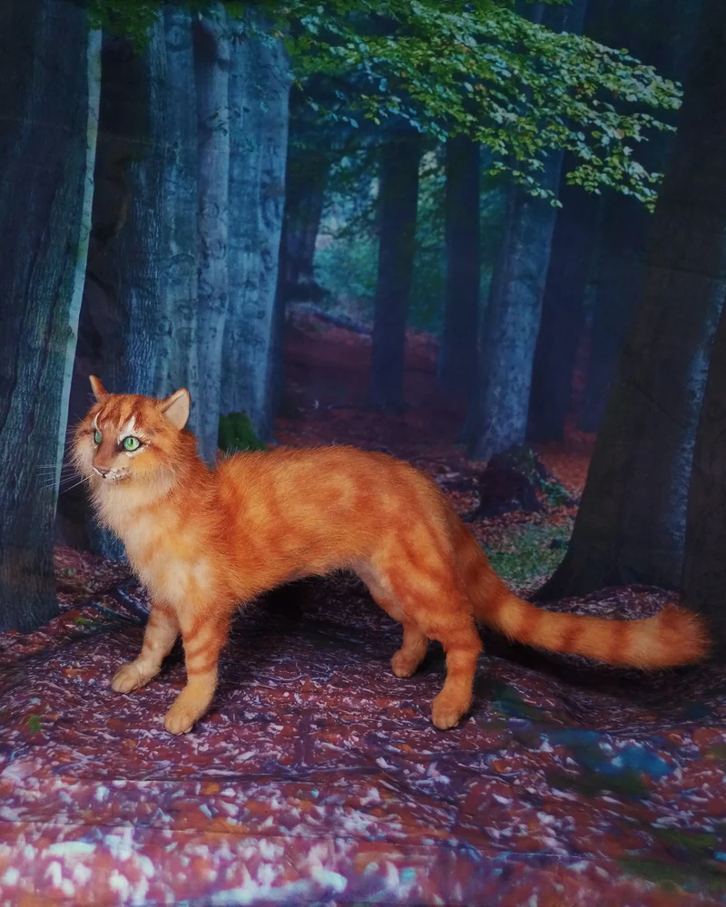 рыжий кот воин Огненная Звезда
