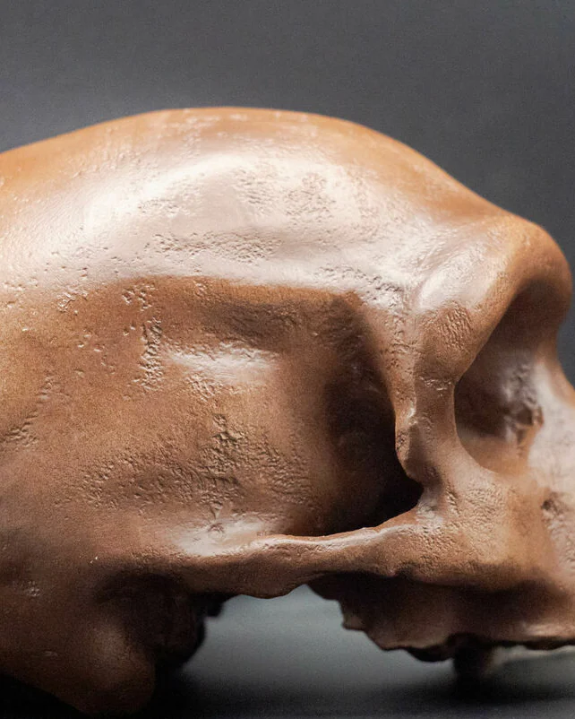Homo longi (Денисовец) Реконструкция черепа – Человек-Дракон