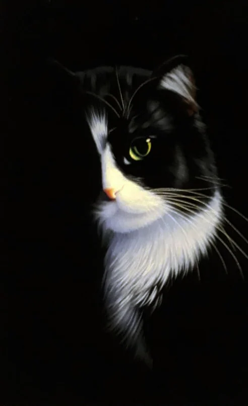 Кот