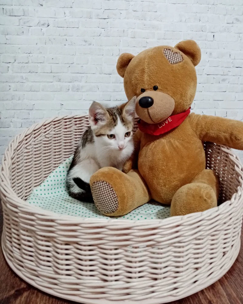Лежанка для кошек плетеная