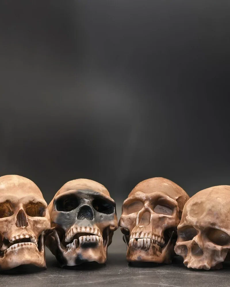 Антропологический набор черепов гоминидов "Homo sapiens"