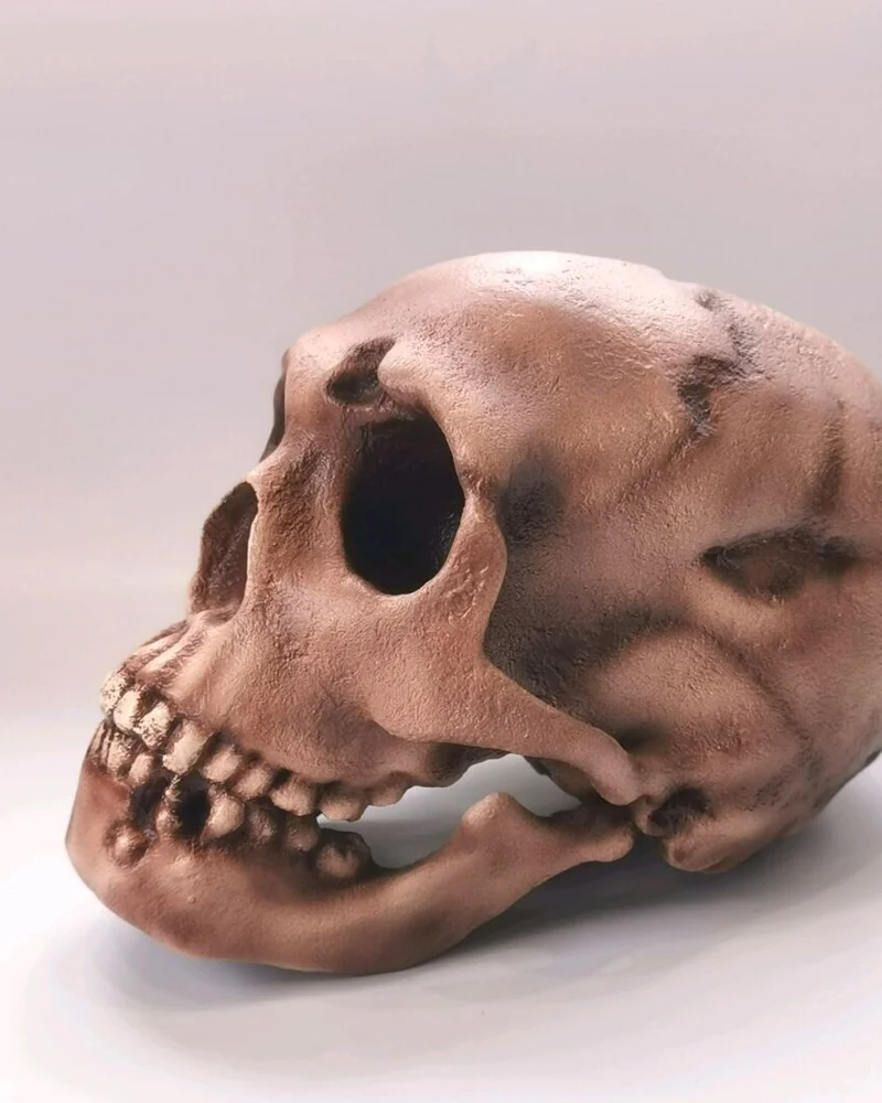 Реплика черепа Homo neanderthalensis (Le Moustier 1)