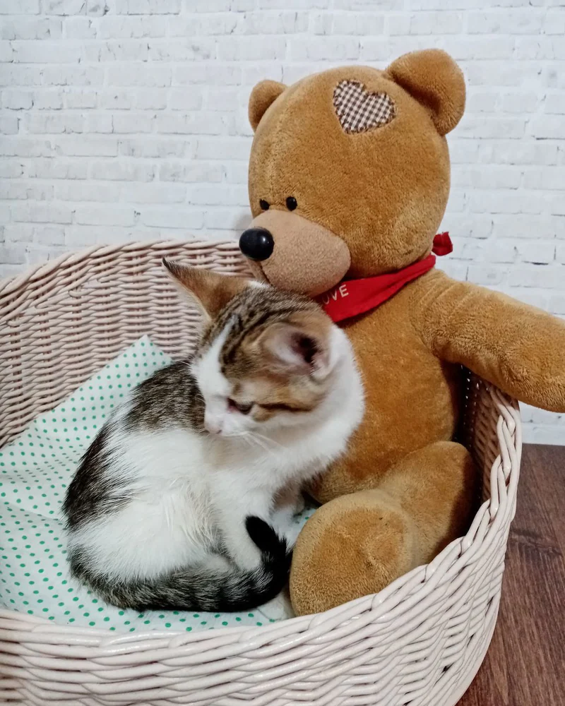 Лежанка для кошек плетеная