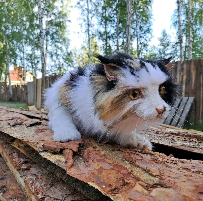 Реалистичная кошка Женька с цыплятами, трёхцветная