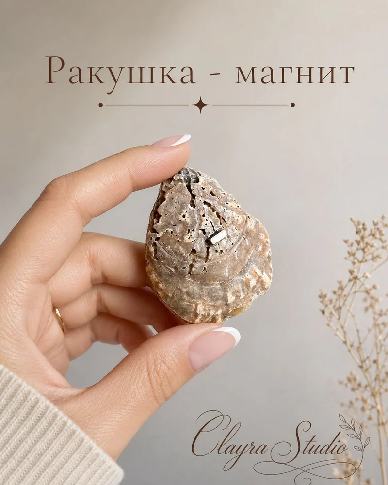 Магнит-ракушка — Магнит-ракушка