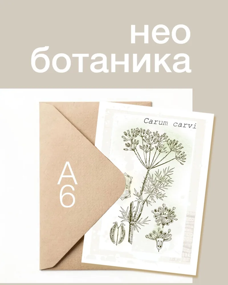Открытка Ботаника — Укроп