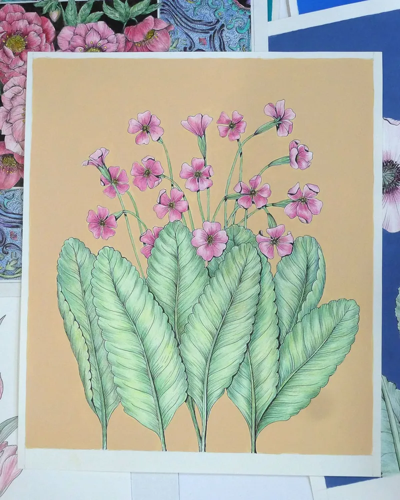 Примула. Рисунок на бумаге — без рамы