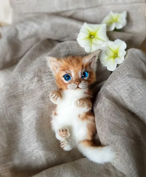 Котёнок тедди Вася, рыже-белый