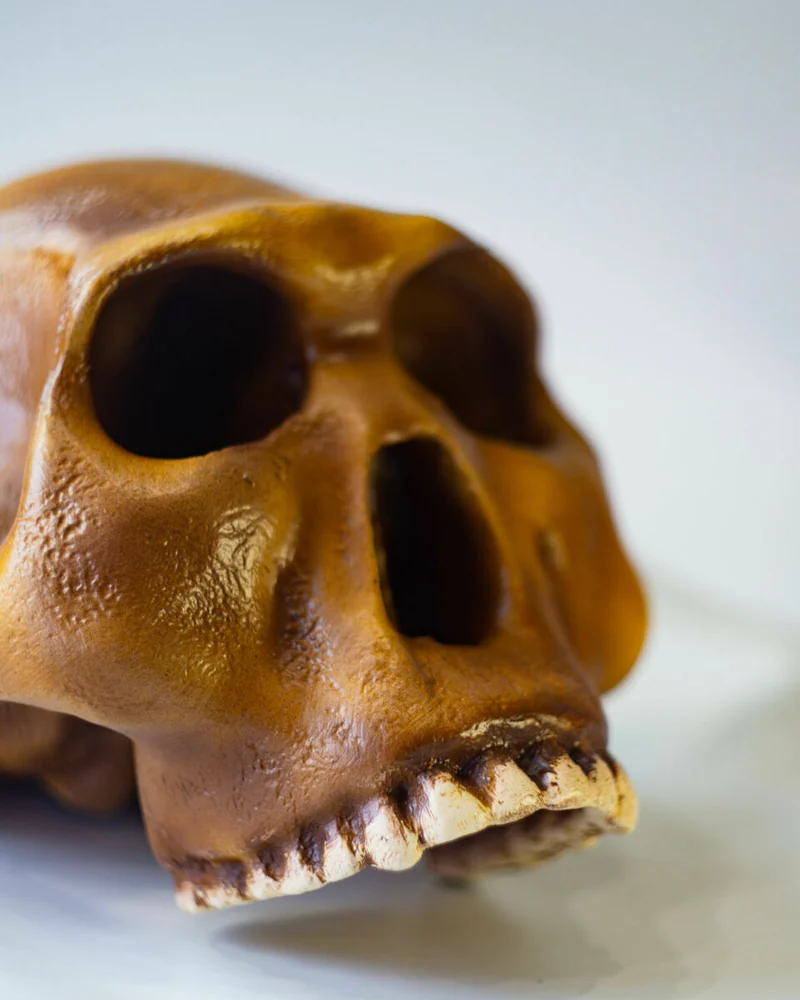 Хомо Хабилис Homo habilis, черепа антропологическая