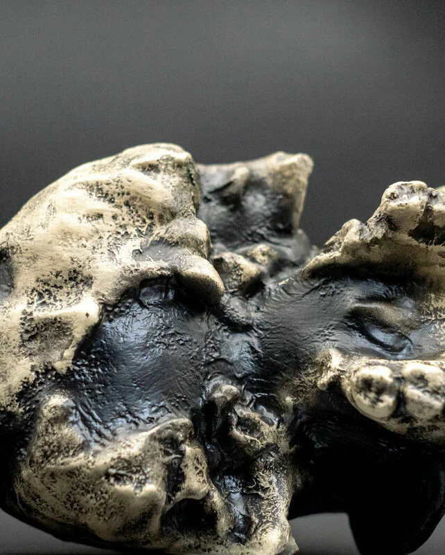 Хомо Хабилис Homo habilis Skull (KNM-ER 1813), модель черепа