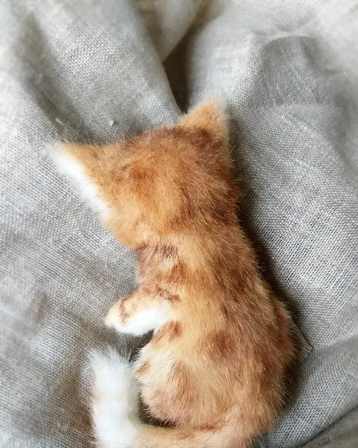 Котёнок тедди Вася, рыже-белый