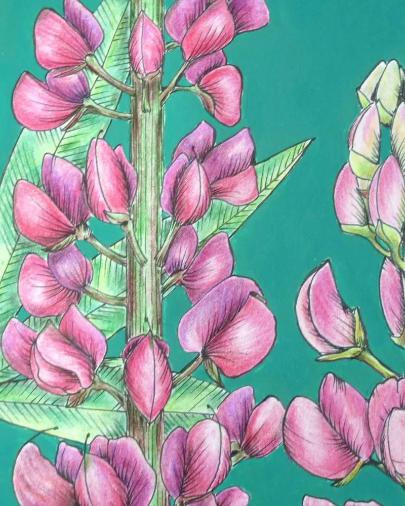 Люпины. Рисунок на бумаге — без рамы